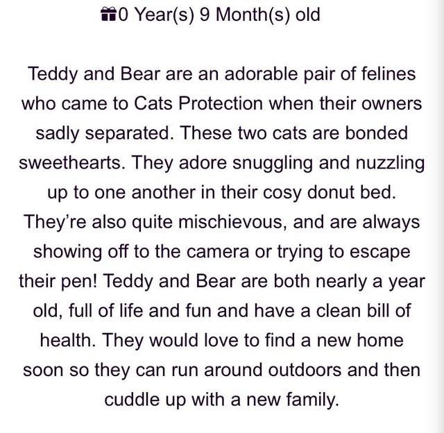 text about the cats teddy and bear